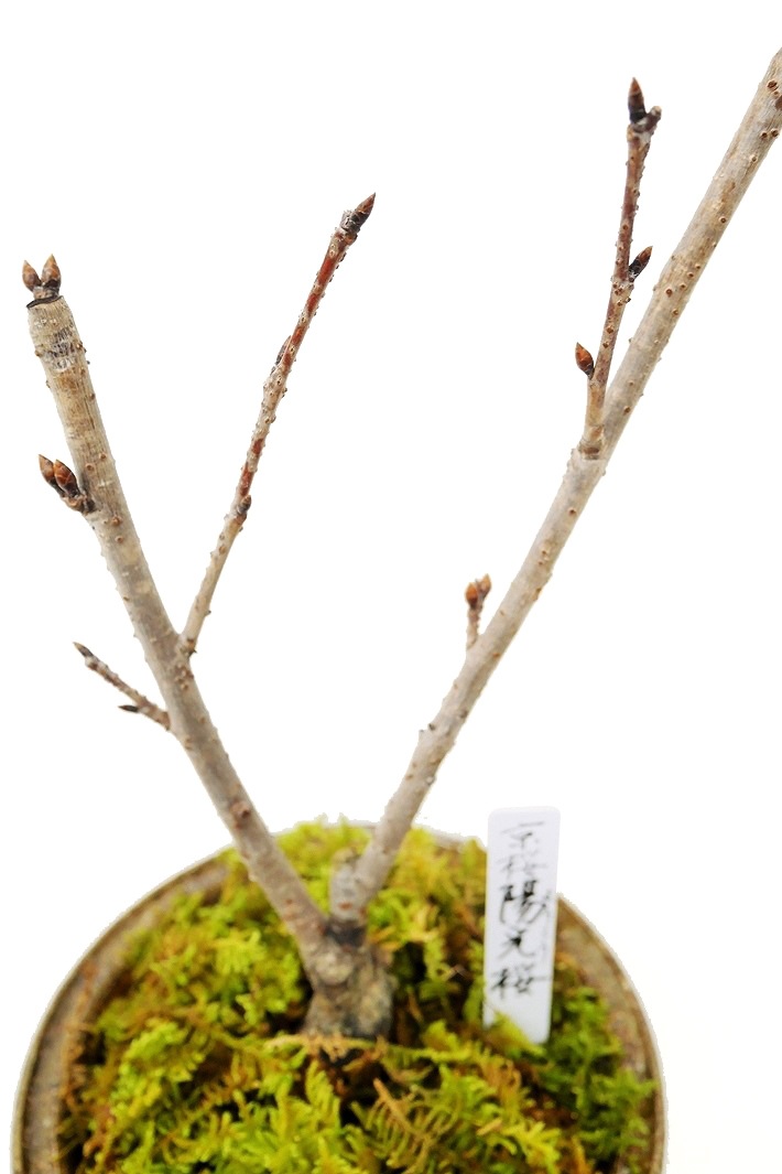 ★陽刻輪花鉢★室町～桃山☆骨董品　☆ ☆陽刻輪花鉢☆室町～桃山☆骨董品 ☆