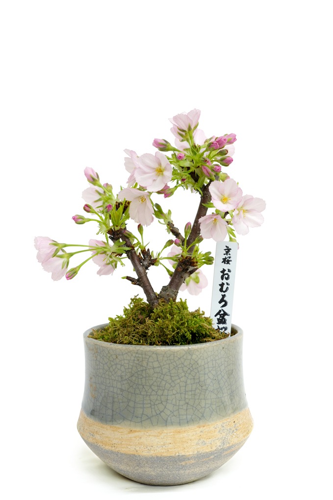 1月24日10:00 再販予定】<2026年 数量限定> 京都小鉢（ミニ盆栽）京桜