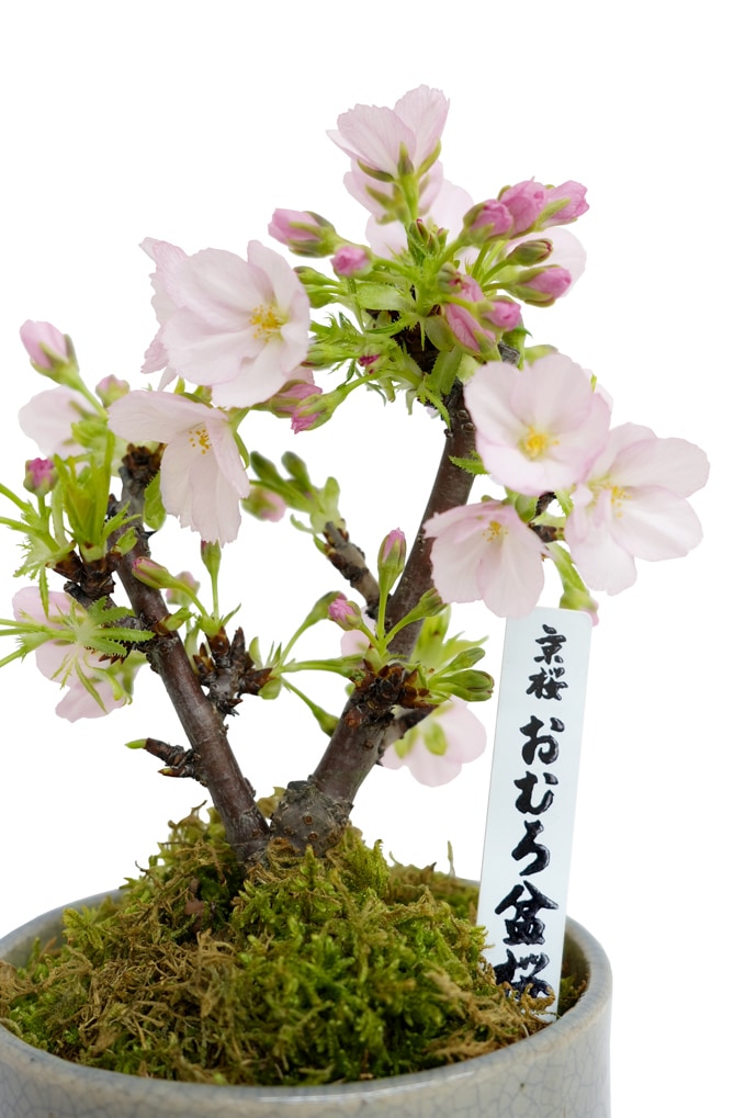 1月24日10:00 再販予定】<2026年 数量限定> 京都小鉢（ミニ盆栽）京桜