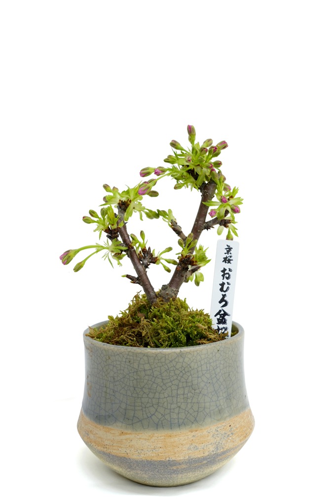 1月24日10:00 再販予定】<2026年 数量限定> 京都小鉢（ミニ盆栽）京桜