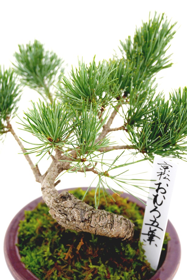 数量限定】京都小鉢（ミニ盆栽）京松 おむろ五葉 小（信楽焼