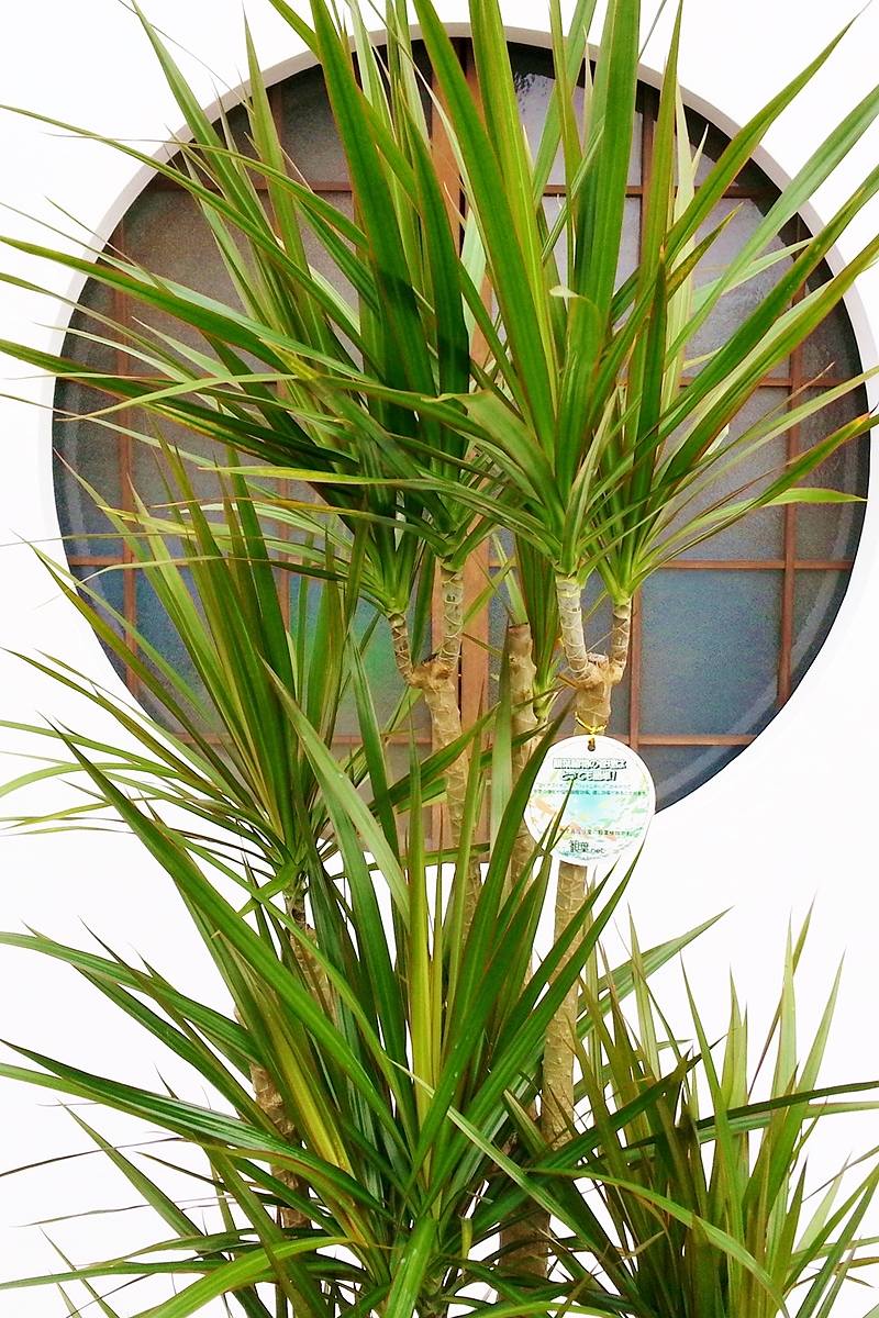 現在販売調整中】観葉植物 ドラセナ コンシンネ（鉢カバー付