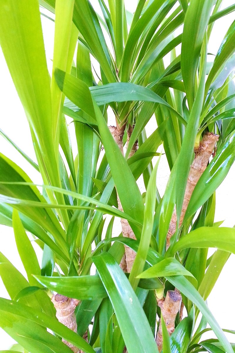 現在販売調整中】観葉植物 ドラセナ コルジリネ 青ドラセナ | すべての