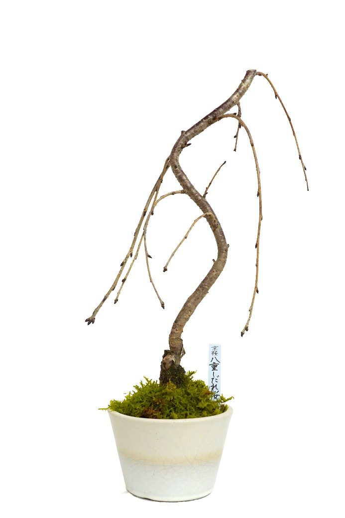 2025年 数量限定 葉桜】 京都小鉢（ミニ盆栽）京桜シリーズ 平安