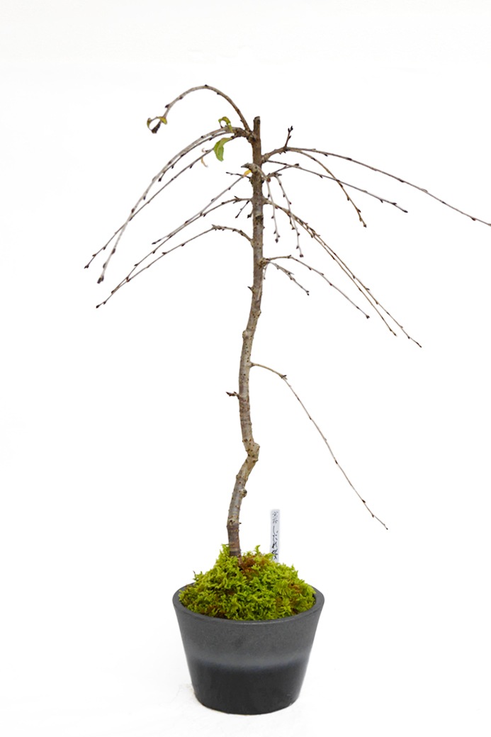 2025年 数量限定】 京都小鉢（ミニ盆栽）京桜シリーズ 平安一重