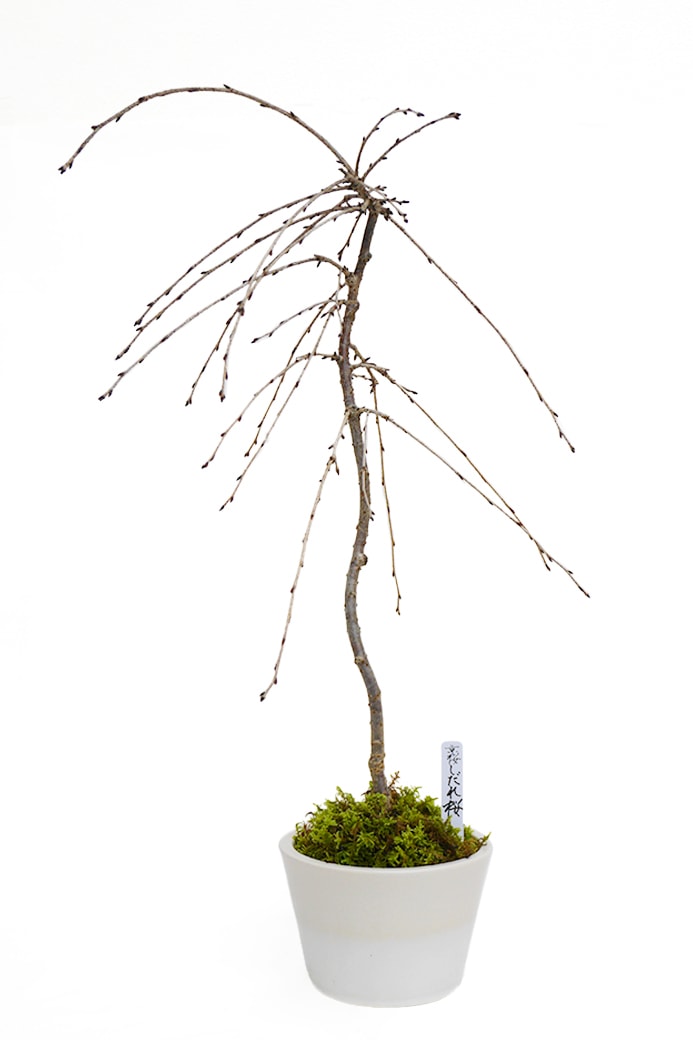 2025年 数量限定】 京都小鉢（ミニ盆栽）京桜シリーズ 平安一重