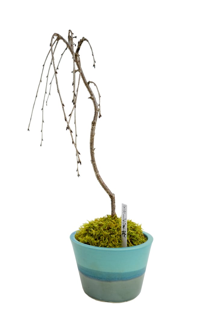 【雛蔵】京都有職・盛花一対 sekku83_q3dmar08