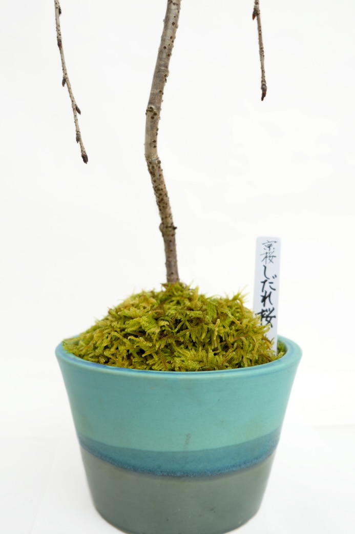 【雛蔵】京都有職・盛花一対 ケース飾り 通販｜お祝いギフト・イベント・シーズン催事