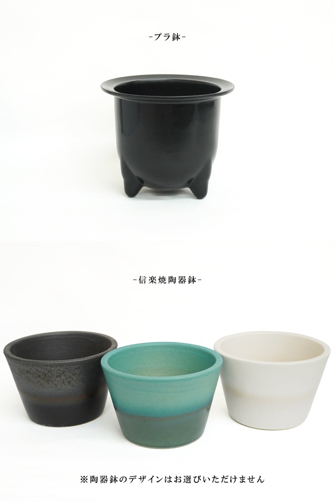 三州一陽 高級盆栽鉢 A3655☆陶器鉢 ミニ盆栽 小品盆栽☆「送料