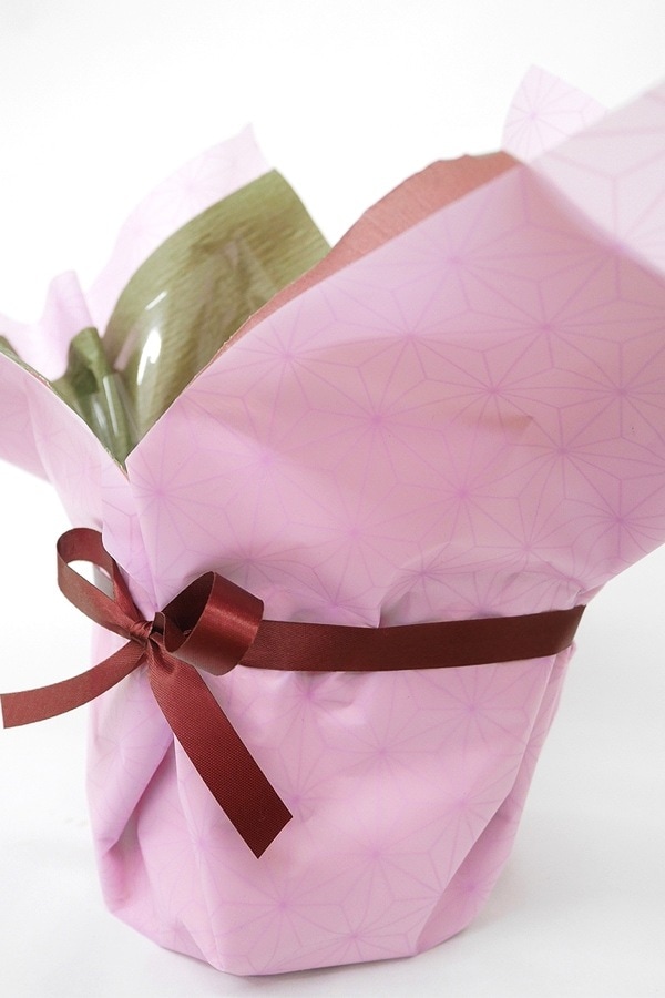 お買い得！SALE！不揃い商品　輪花小鉢19個10cm位　Y 楽天市場】マイクロ胡蝶蘭 MIX寄せ 2本立 3号 ピンク イエロー