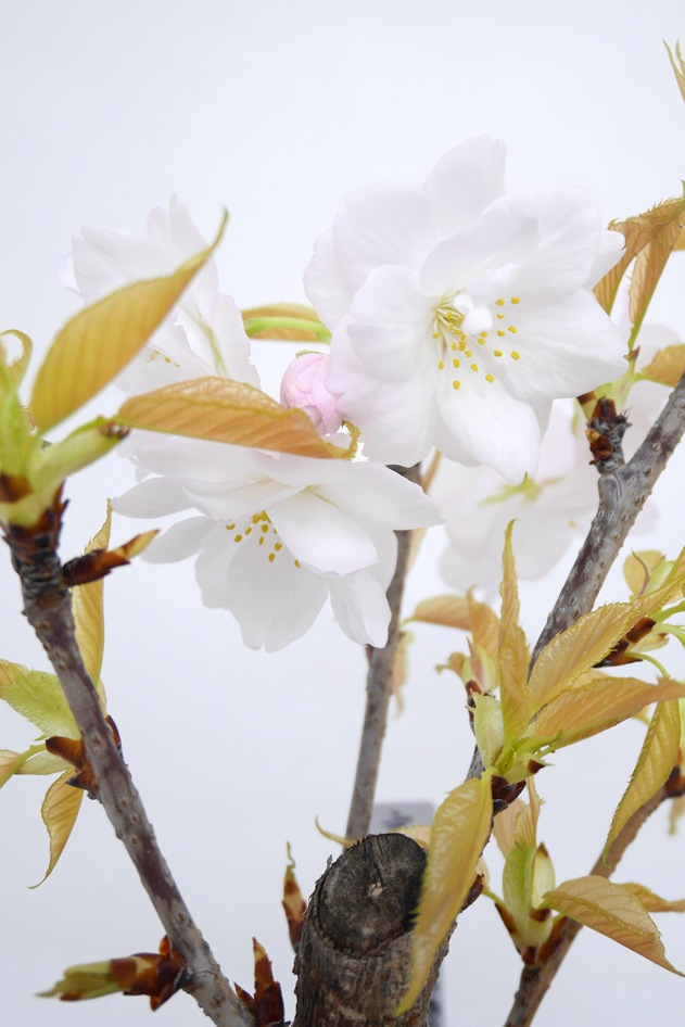 1月24日10:00 再販予定】<2026年 数量限定> 京都小鉢（ミニ盆栽）京桜