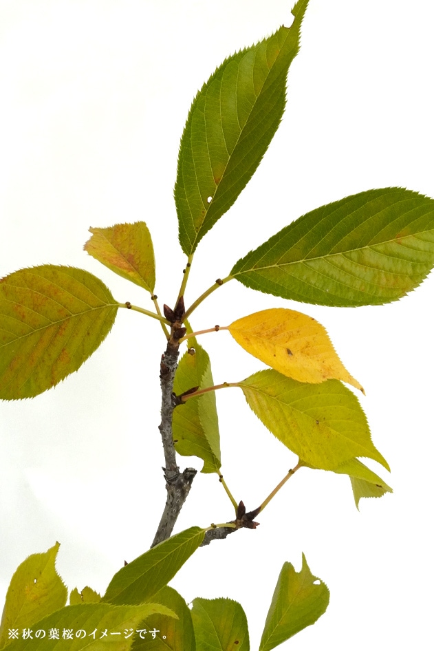 2025年 数量限定 葉桜】 京都小鉢（ミニ盆栽）京桜シリーズ 啓翁桜