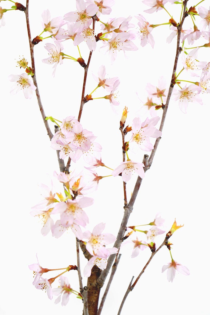 2025年 数量限定 葉桜】 京都小鉢（ミニ盆栽）京桜シリーズ 啓翁