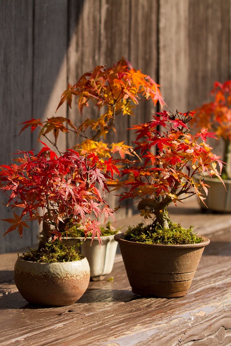 2025年 数量限定】京都小鉢（ミニ盆栽） 京紅葉 京おむろ紅葉 ネジリ
