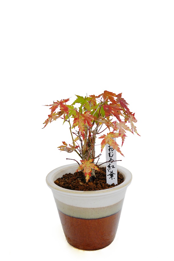 輪島塗　市中屋　春秋小鉢　赤黒６個セットＡ　お正月　金紅葉 輪島塗 市中屋 春秋小鉢 赤黒6個セットB お正月 金紅葉 輪島塗 市