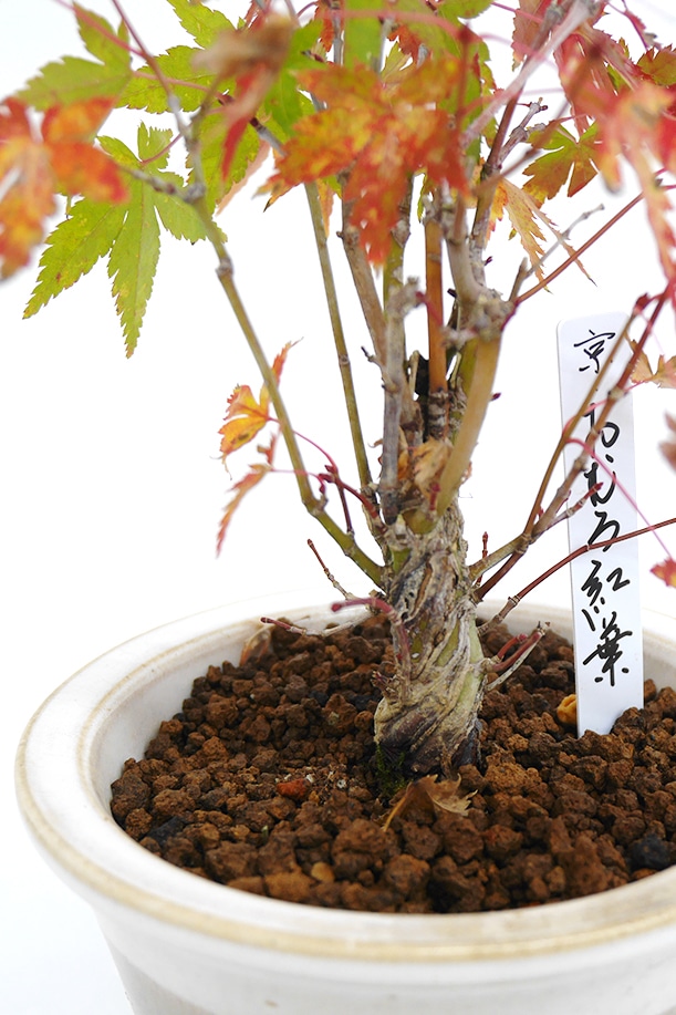 2025年 数量限定】京都小鉢（ミニ盆栽） 京紅葉 京おむろ紅葉
