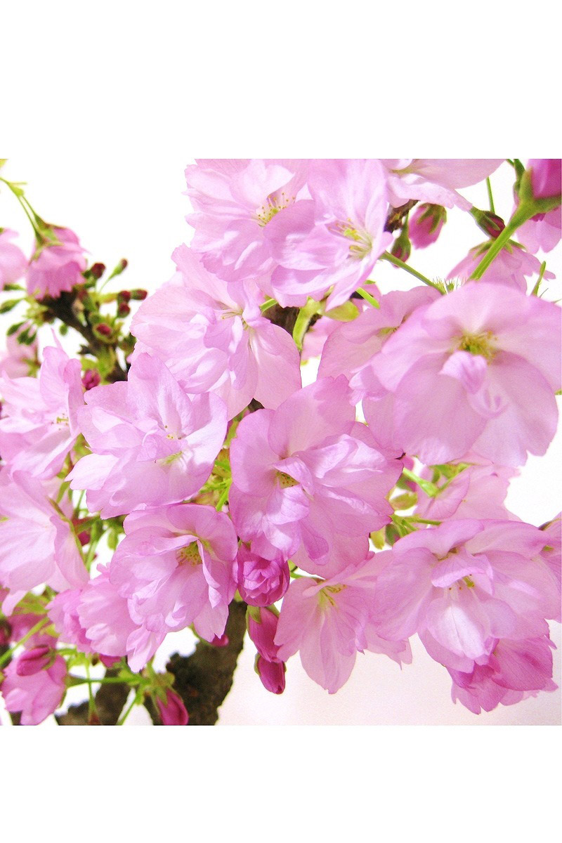 京都小鉢（ミニ盆栽） 種栽培セット 京桜 | 京都小鉢シリーズ