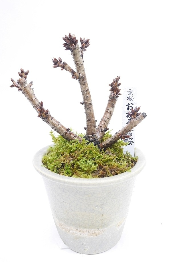 お買い得！SALE！不揃い商品 小鉢20個12.5cm位 Z