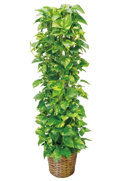 京都 観葉植物 ポトス（大型サイズ） | 京都 観葉植物シリーズ