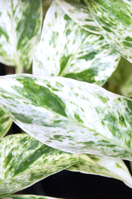 直接引き取り限定 大型 観葉植物 ポトス 高さ約165cm 現状品 観葉植物 特大 ポトス 大葉 特大鉢クリアブラック 樹脂製 | 移転