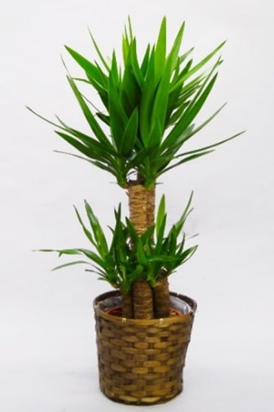 ユッカ 中型 観葉植物 京都 観葉植物 ユッカ（中型サイズ） | 京都 観葉植物シリーズ