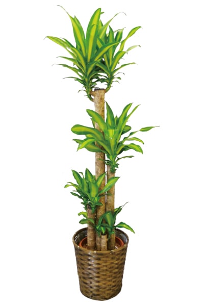 京都 観葉植物 ドラセナ マッサンゲアナ（大型サイズ） | 京都