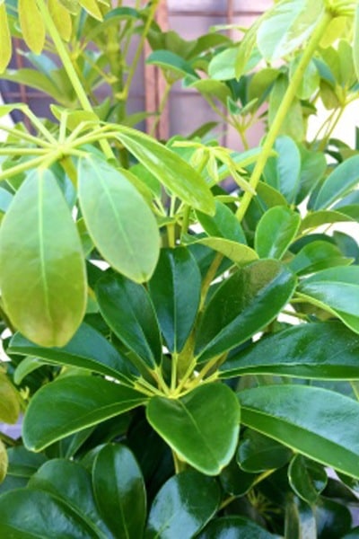 京都 観葉植物 カポック（シェフレラ）（中型サイズ） | 京都 観葉植物