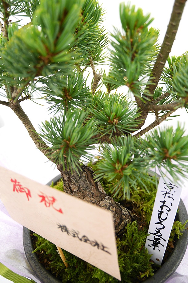 数量限定】京都小鉢（ミニ盆栽）京松 おむろ五葉 （信楽焼