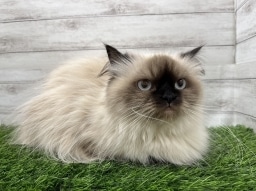 ラグドール<BR>お家が決まりました♪<BR>沢山お散歩行ってね！