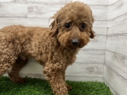 トイプードル<BR>お家が決まりました♪<BR>沢山お散歩行ってね！