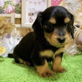 ミニチュアダックス　男の子<BR>2023年11月5日生まれ<BR>ブラックタン