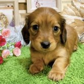 ミニチュアダックス　女の子<BR>2023年11月5日生まれ<BR>レッド