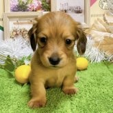 ミニチュアダックス　男の子<BR>2023年11月5日生まれ<BR>レッド