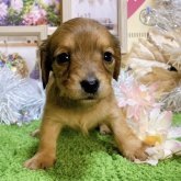 ミニチュアダックス　女の子<BR>2023年11月5日生まれ<BR>レッド