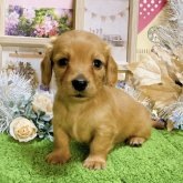 ミニチュアダックス　女の子<BR>2023年11月5日<BR>ゴールド