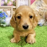 ミニチュアダックス　男の子<BR>2023年11月5日<BR>ゴールド