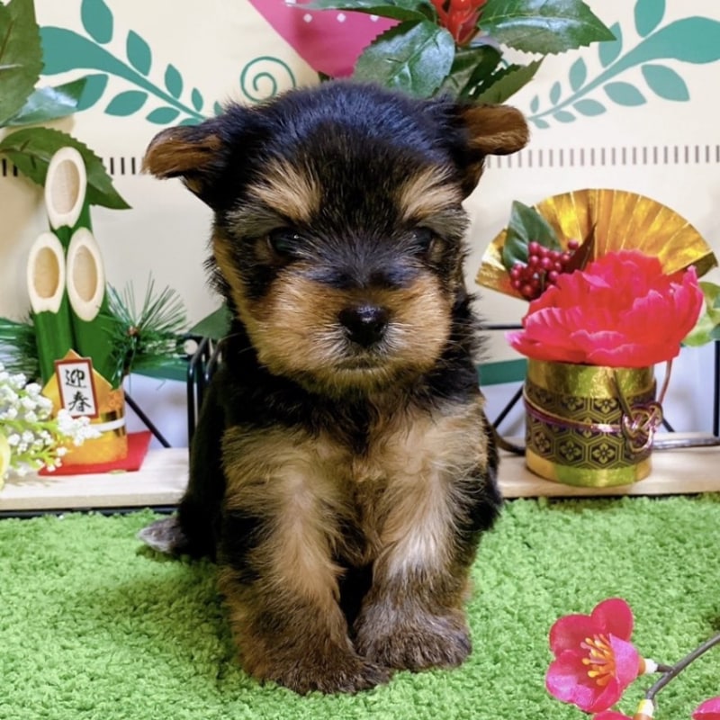 ヨークシャーテリア　女の子<BR>2023年11月17日生まれ<BR>スティールブルータン
