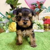 ヨークシャーテリア　男の子<BR>2023年11月17日生まれ<BR>スティールブルータン