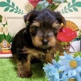 ヨークシャーテリア　男の子<BR>2023年11月17日生まれ<BR>スティールブルータン