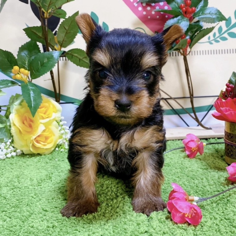 ヨークシャーテリア　女の子<BR>2023年11月17日生まれ<BR>スティールブルータン