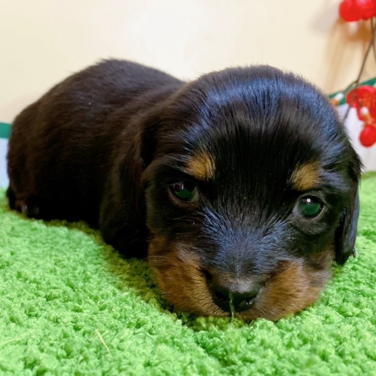ミニチュアダックス　女の子<BR>2023年12月1日生まれ<BR>ブラックタン