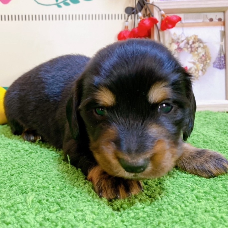 ミニチュアダックス　男の子<BR>2023年12月1日生まれ<BR>ブラックタン