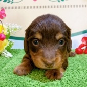 ミニチュアダックス　女の子<BR>2023年12月1日<BR>チョコレートタン