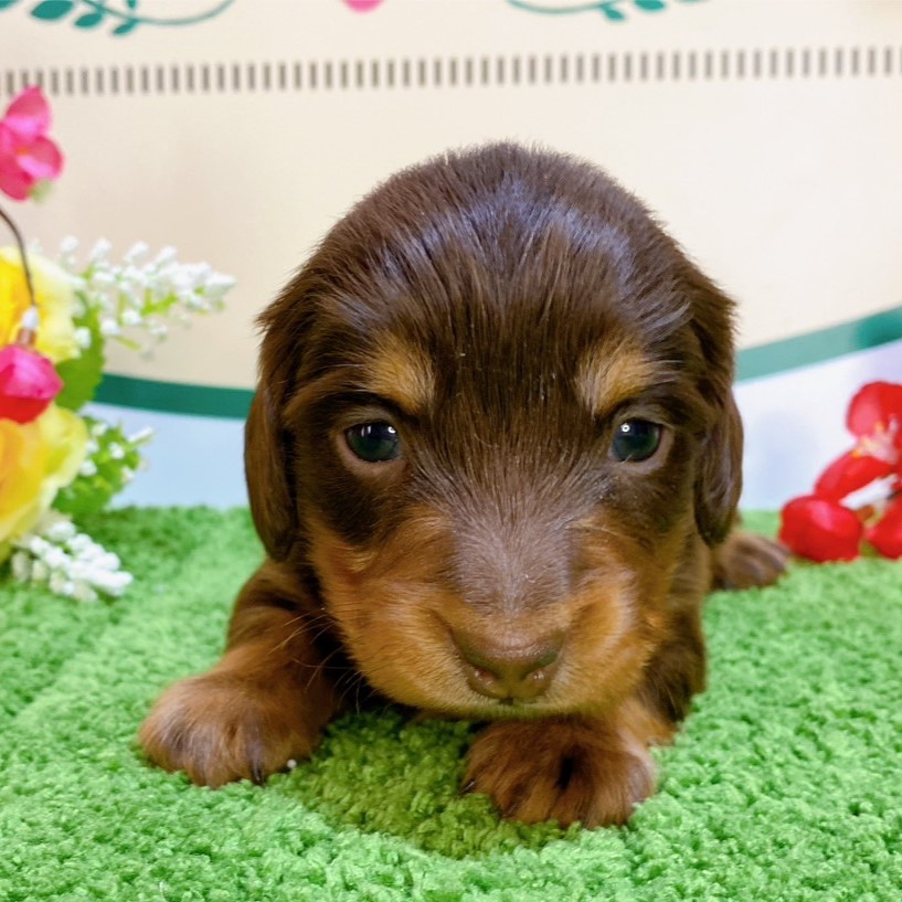 ミニチュアダックス　女の子<BR>2023年12月1日<BR>チョコレートタン