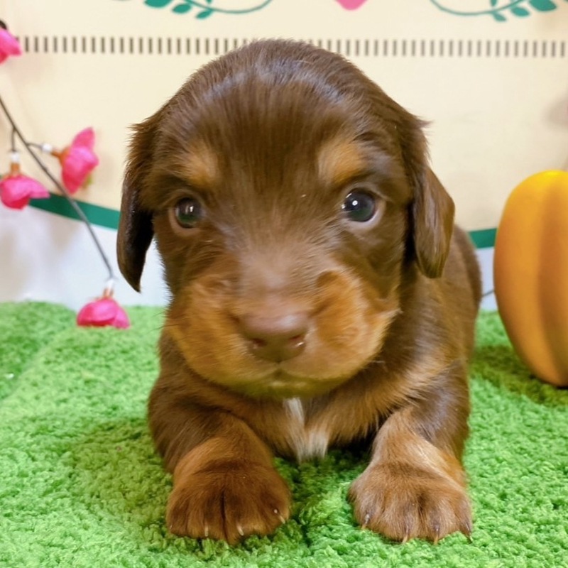 ミニチュアダックス　男の子<BR>2023年12月1日<BR>チョコレートタン