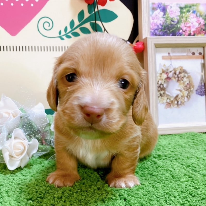 ミニチュアダックス　女の子<BR>2023年12月1日<BR>ゴールド