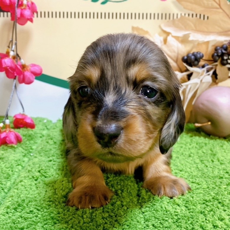 ミニチュアダックス　女の子<BR>2023年12月1日<BR>シルバーダップル