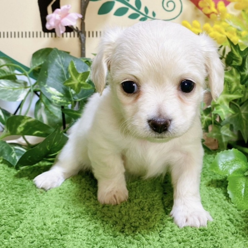 ミックス（チワワ×ダックス）<BR>2023年12月11日生まれ<BR>ホワイト　女の子