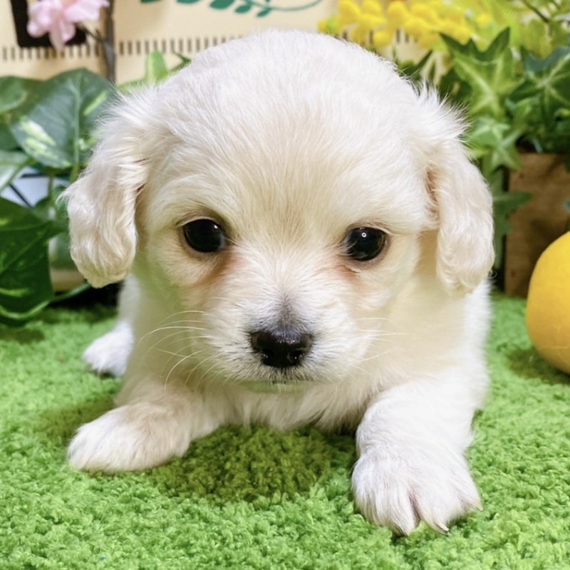 ミックス（チワワ×ダックス）<BR>2023年12月11日生まれ<BR>ホワイト　男の子