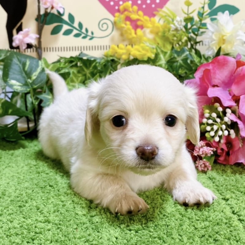 ミックス（チワワ×ダックス）<BR>2023年12月11日生まれ<BR>ホワイト　女の子